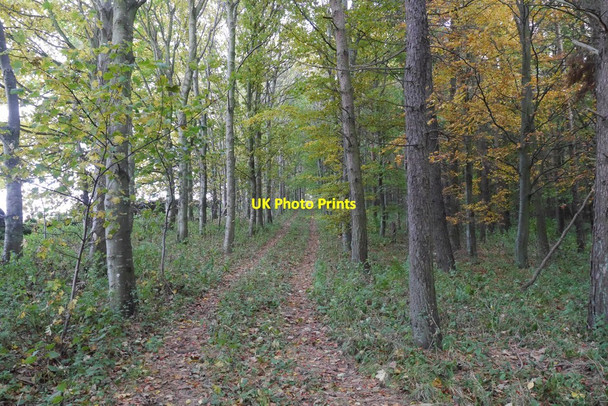 Photo 6"x4" Track on Lawhead Hill Garvald\/NT5870 c2015