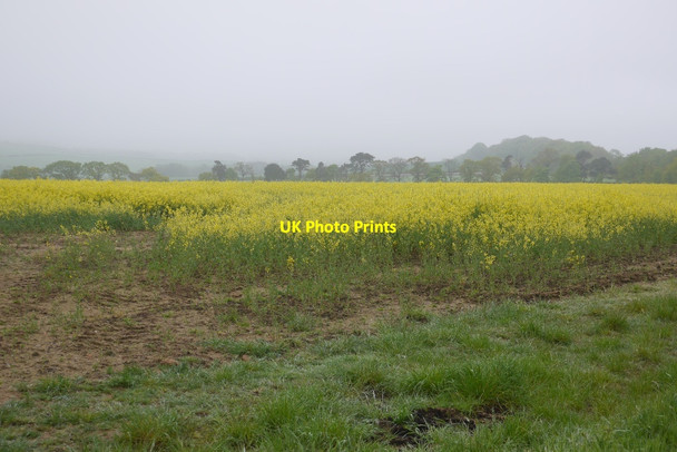 Photo 6"x4" Oilseed rape, Howden East Saltoun c2016