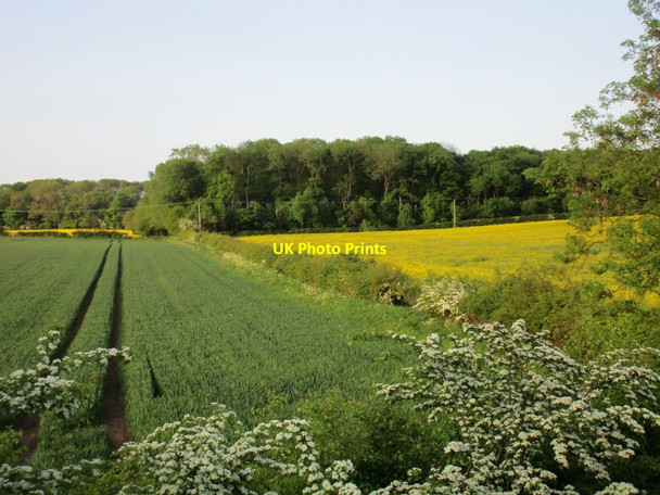 Photo 6"x4" View towards Suddle Wood Keelby c2016