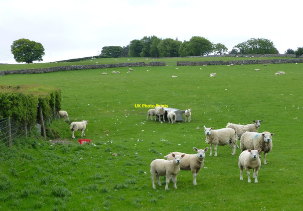 Photo 6"x4" Sheep and lambs pose for photo Hesket Newmarket c2016