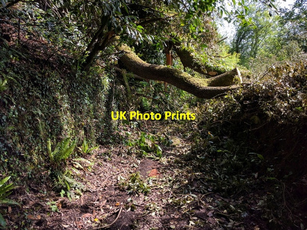 Photo 6"x4" Fallen tree blocking the Bridleway Bickleigh\/SS9407 c2016