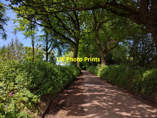Photo 6"x4" Tombstone Lane, passing Ducksmoor plantation, heading west Calverleigh c2016