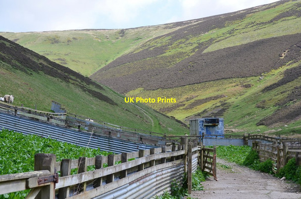Photo 6"x4" Sheep pens, Seathope Walkerburn c2016