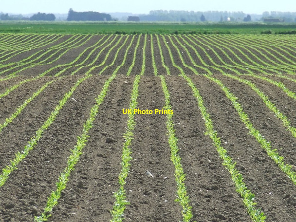 Photo 6"x4" Lines Of Crops Mile End\/TL6083 c2016