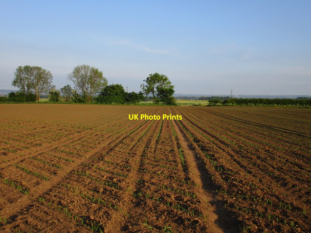 Photo 6"x4" Footpath through a field of newly sown maize Bingham\/SK7039 c2016