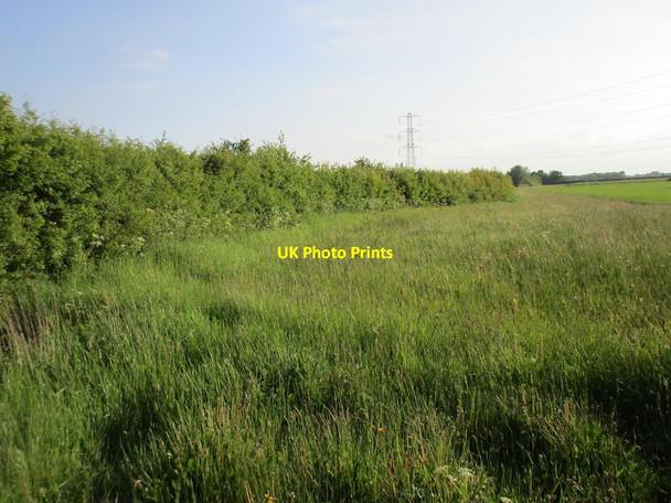 Photo 6"x4" Hedgerow near Tythby Grange Tithby c2016