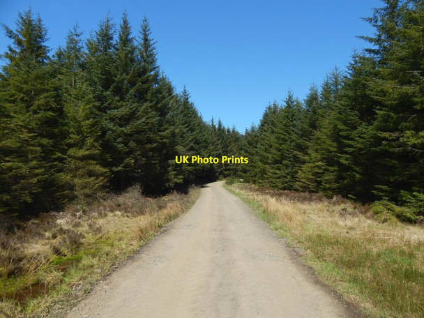 Photo 6"x4" Forestry track Whangi c2016