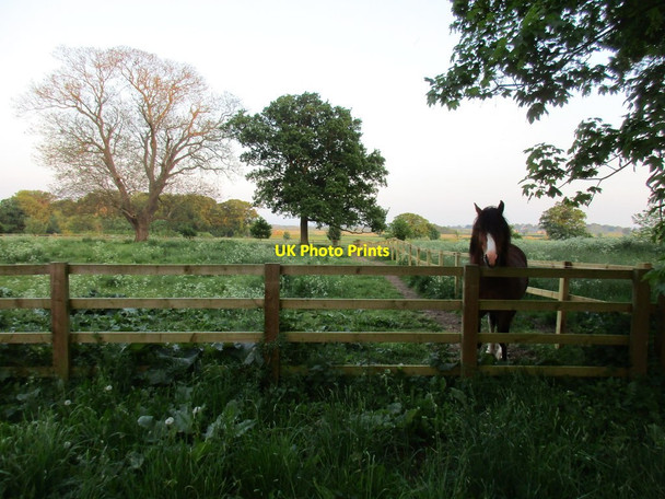 Photo 6"x4" All alone Shelton\/SK7844 c2016