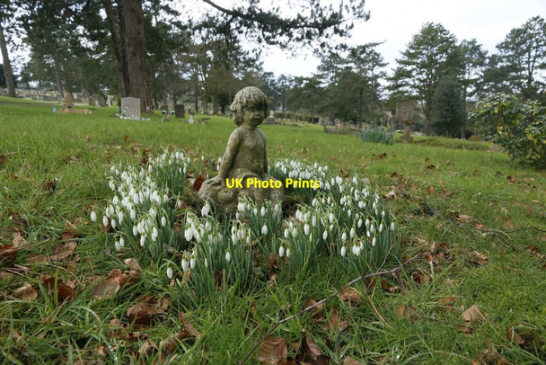 Photo 6"x4" Angel in the Snowdrops No Man's Land\/SU5029 c2016