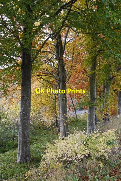 Photo 6"x4" Beeches, Carterhaugh Carterhaugh c2015