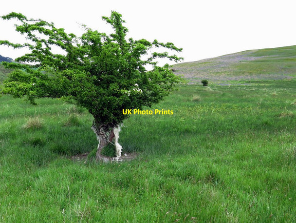 Photo 6"x4" Hawthorn below East Hill Ingram c2016