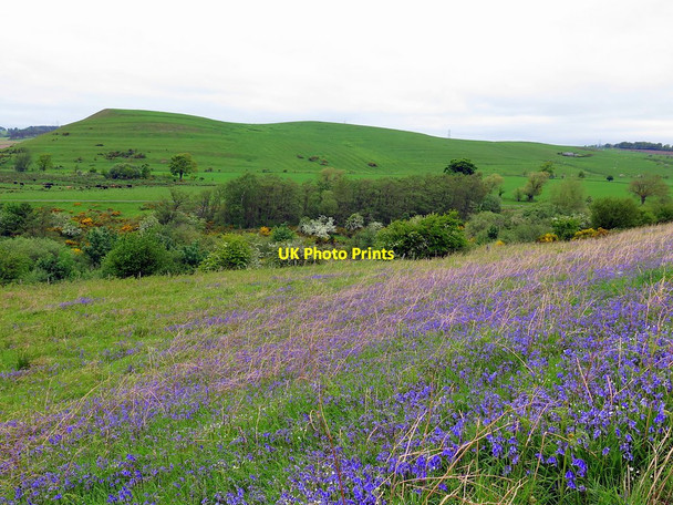 Photo 6"x4" Bluebells below East Hill Branton\/NU0416 c2016