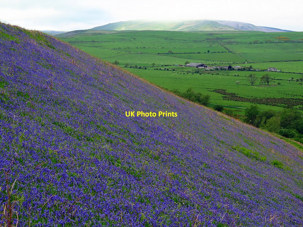 Photo 6"x4" Bluebells turn East Hill blue Branton\/NU0416 c2016
