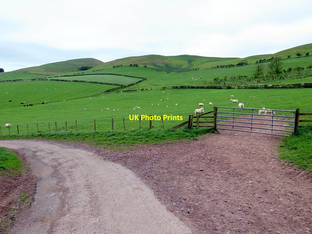 Photo 6"x4" Pasture near Fawdon Fawdon\/NU0315 c2016