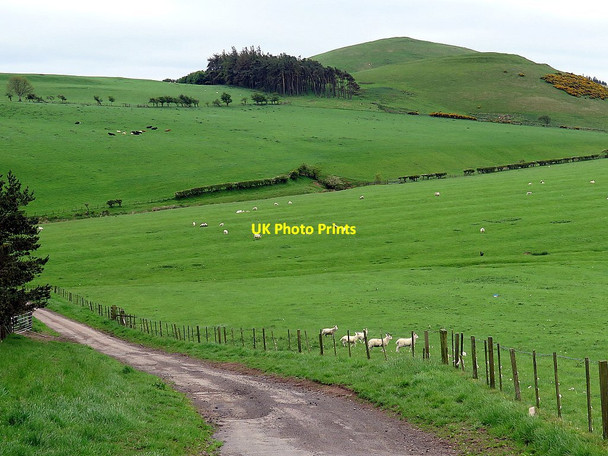 Photo 6"x4" Grassland near Fawdon Burn Fawdon\/NU0315 c2016