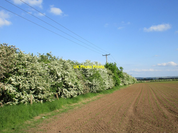 Photo 6"x4" Field edge Barnstone c2016