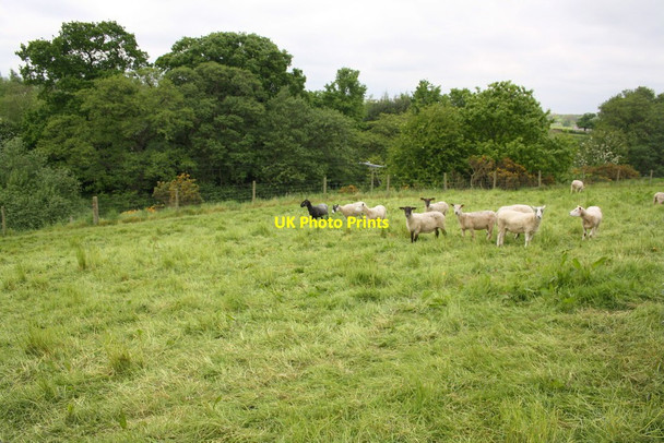 Photo 6"x4" Sheep in field near Hunton Mill Arrathorne c2016