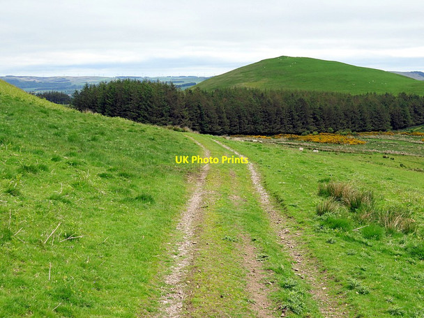 Photo 6"x4" Path below Old Fawdon Hill Eslington Park c2016