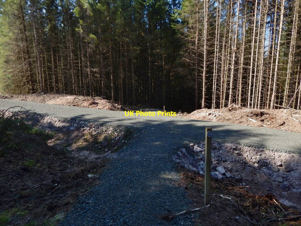 Photo 6"x4" Path crossing forestry track Burn Crooks c2016