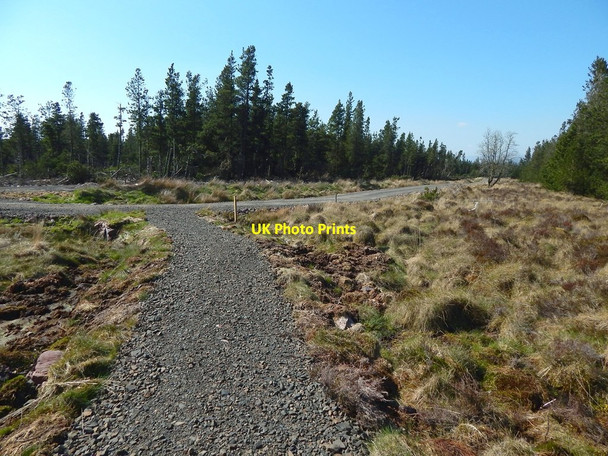 Photo 6"x4" Path meeting forestry track Carling Burn c2016