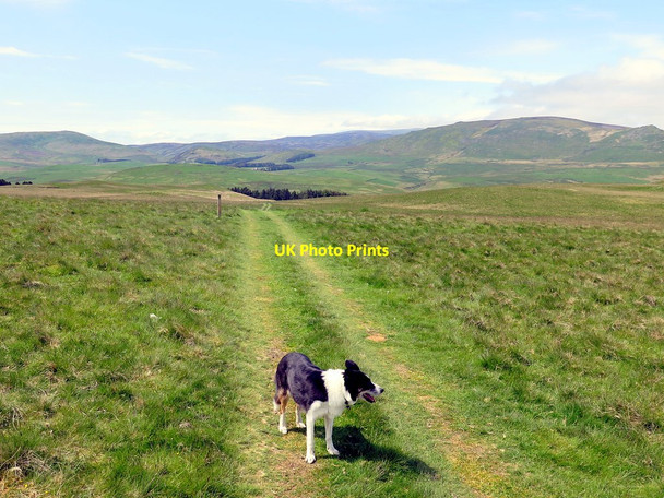 Photo 6"x4" Path on Ewe Hill Ingram c2016