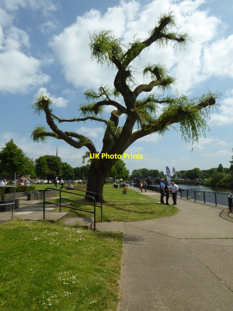 Photo 6"x4" Pollarded tree Worcester c2016