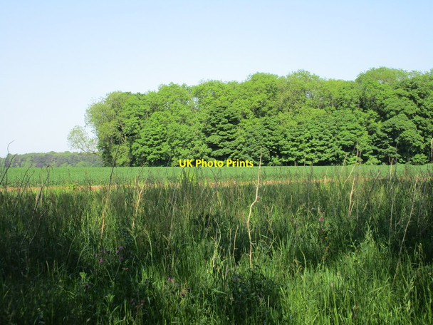 Photo 6"x4" Looking from one part of Mausoleum Woods to another Little Limber c2016