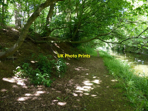 Photo 6"x4" Tree lined towpath of the Chesterfield Canal Ranby\/SK6580 c2016