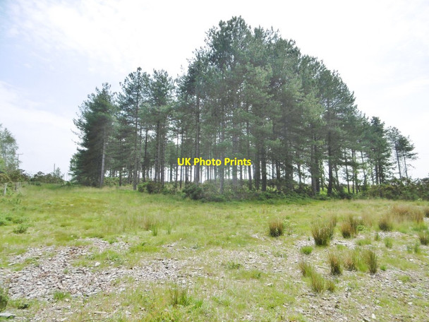 Photo 6"x4" Slepe Heath, tree clump Ridge\/SY9386 c2016