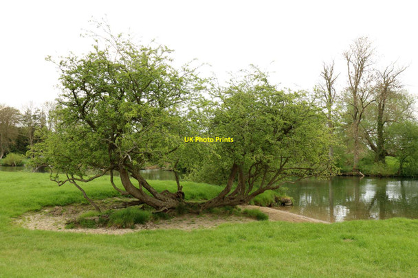 Photo 6"x4" Trees by the River Thames Burcot\/SU5695 c2016