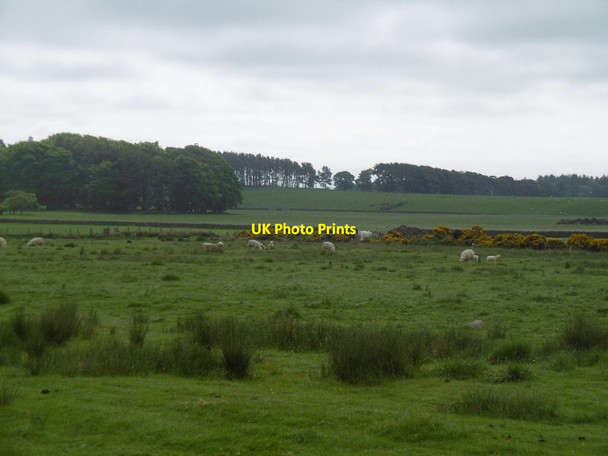 Photo 6"x4" Fields and woods, Fawns Kirkwhelpington c2016