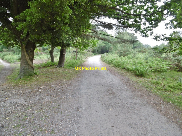 Photo 6"x4" Arne, bridleway Arne c2016