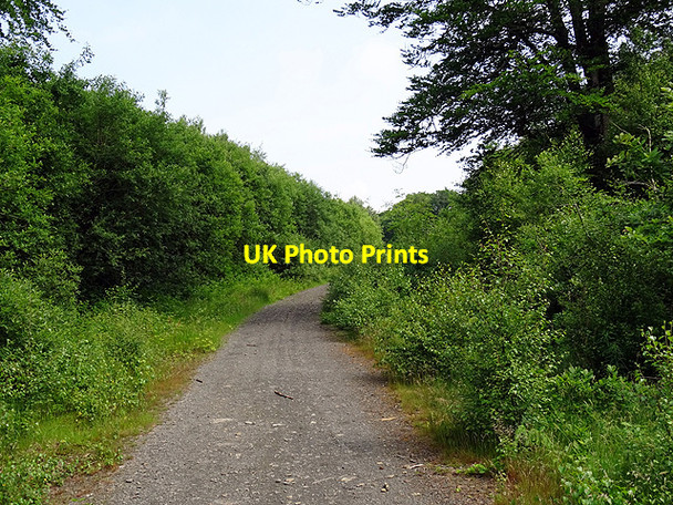 Photo 6"x4" Track through Coed Pantglas Mawr Tre'r-dd\u00f4l\/SN6692 c2016
