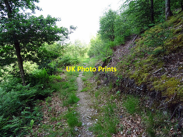 Photo 6"x4" On the Wales Coastal Path in Coed Penrhyn-gerwin Coed y Garth c2016
