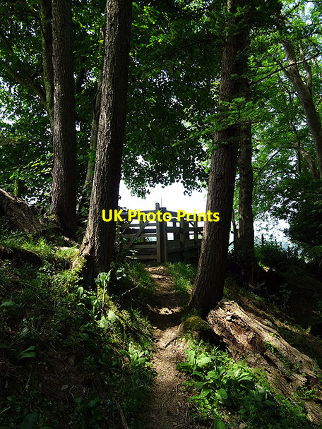 Photo 6"x4" Gate beneath the trees Coed y Garth c2016