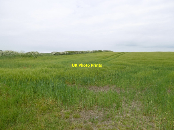 Photo 6"x4" Barley, Belsay Harnham\/NZ0780 c2016