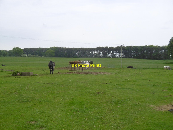 Photo 6"x4" Cattle, Black Heddon Black Heddon\/NZ0776 c2016