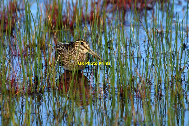 Photo 6"x4" Common Snipe (Gallinago gallinago), Easter Loch, Uyeasound Uyeasound c2016