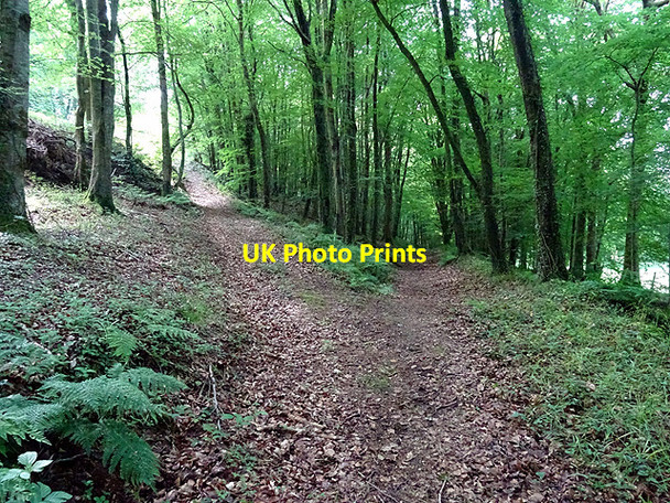 Photo 6"x4" Path junction in Coed Wenffrwd Tre'r-dd\u00f4l\/SN6692 c2016