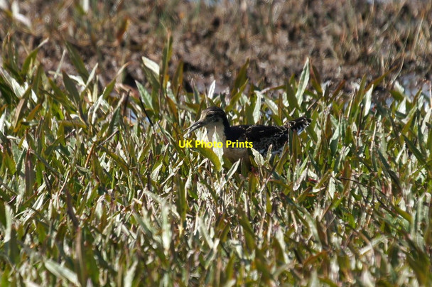 Photo 6"x4" Male Ruff (Philomachus pugnax), Haroldswick pool Bothen c2016