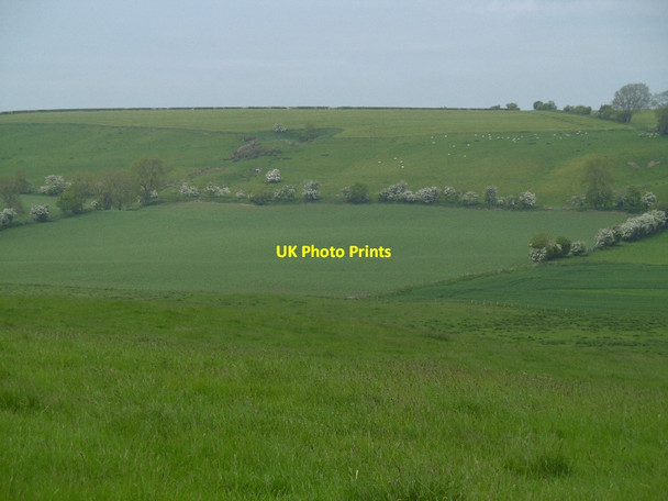 Photo 6"x4" White Riggs Ryal\/NZ0174 c2016