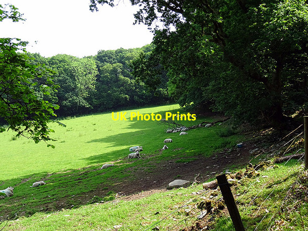 Photo 6"x4" Sheltering Sheep Coed y Garth c2016