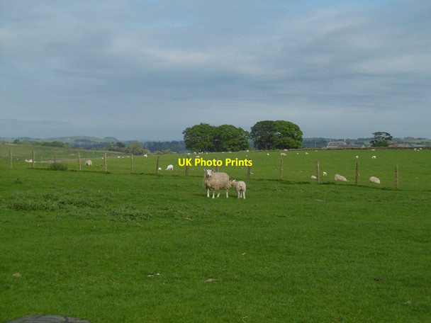 Photo 6"x4" Sheep, Northside Great Bavington c2016