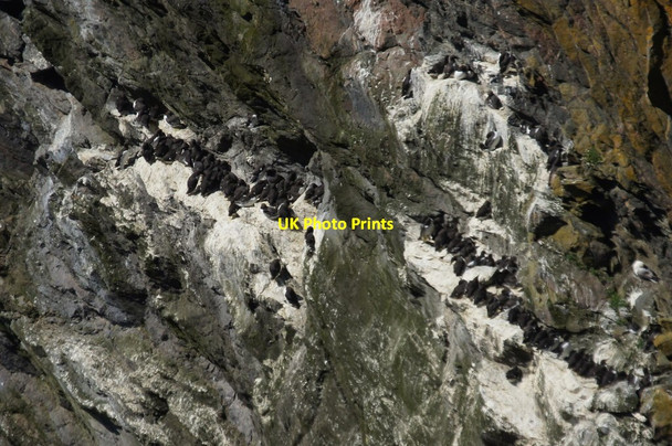 Photo 6"x4" Guillemots (Uria aalge), Sothers Stack, Hermaness Burrafirth c2016