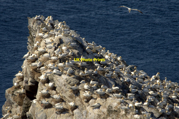 Photo 6"x4" Gannets on Humla Stack, Hermaness Clingra Stack c2016