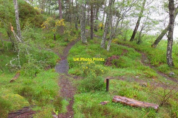 Photo 6"x4" Path junctions in the woods, Loch Insh Kincraig\/NH8305 c2016