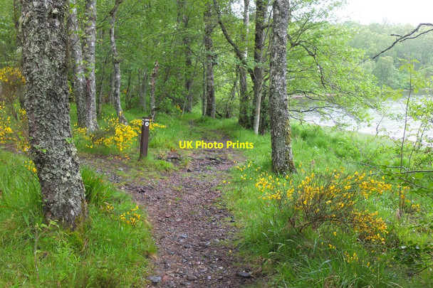 Photo 6"x4" Path junction by Loch Insh Kincraig\/NH8305 c2016