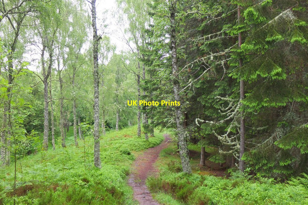 Photo 6"x4" Mixed woodland near Loch Insh Kincraig\/NH8305 c2016