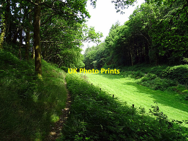 Photo 6"x4" Glade in Coed-y-garth Coed y Garth c2016