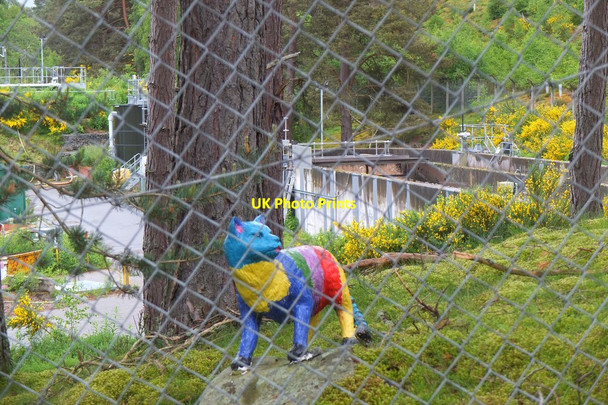 Photo 6"x4" Wildcat at the sewage works, Newtonmore Newtonmore c2016